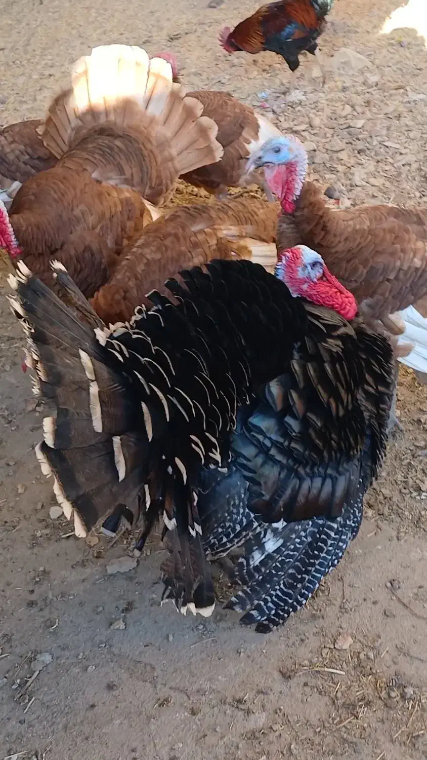 بقلمون|لوازم جانبی حیوانات|جوادآباد, |دیوار