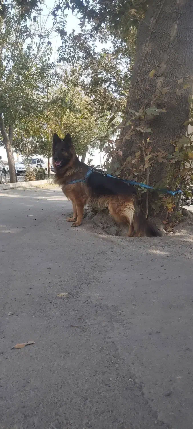 ژرمن شولاین ماده مو بلند|سگ|تهران, شهرک دریا|دیوار