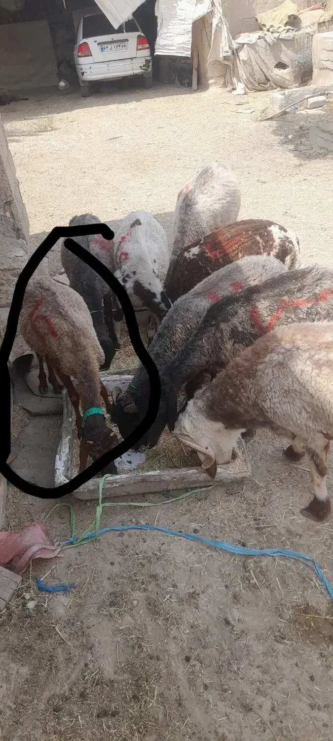 معاوضه ای گوسفندوبز باهرچیزی که هم قیمتشون باشه|حیوانات مزرعه|رامشیر, |دیوار