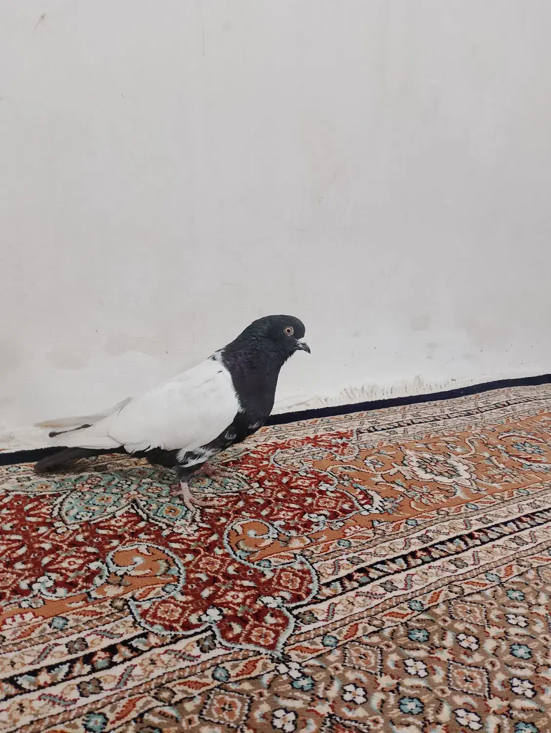 صید شده|پرنده|سراب, |دیوار