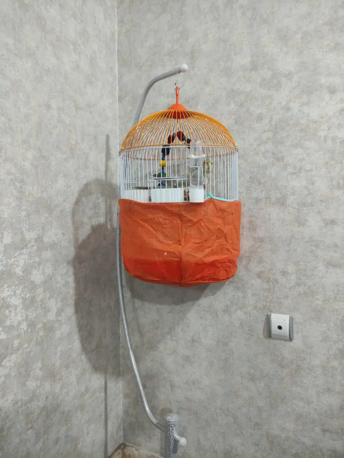 عروس هلندی ماده همراه با قفس|پرنده|رشت, شهریاران|دیوار