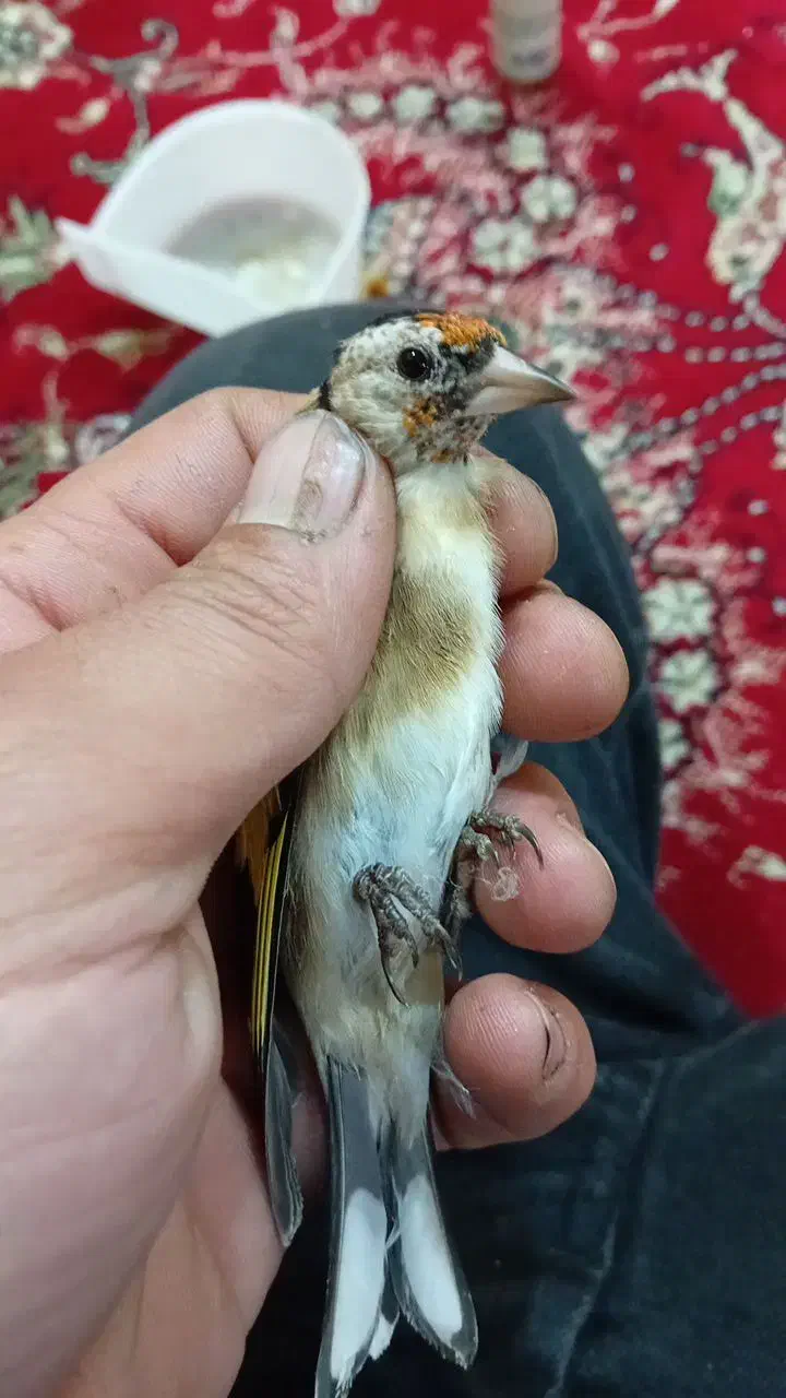 سهره نر و ماده|پرنده|تبریز, |دیوار