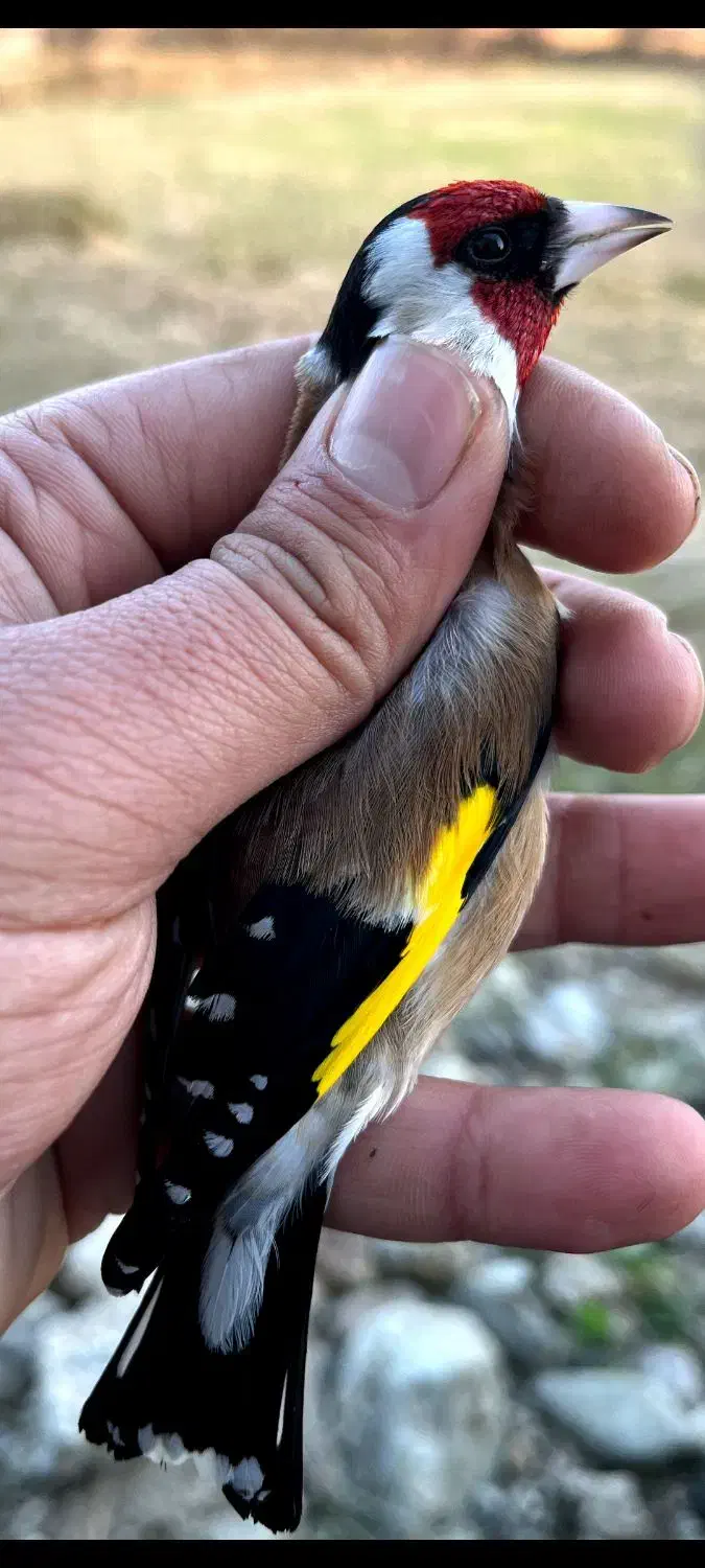 سهره های گلچین شده|پرنده|رشت, شهریاران|دیوار