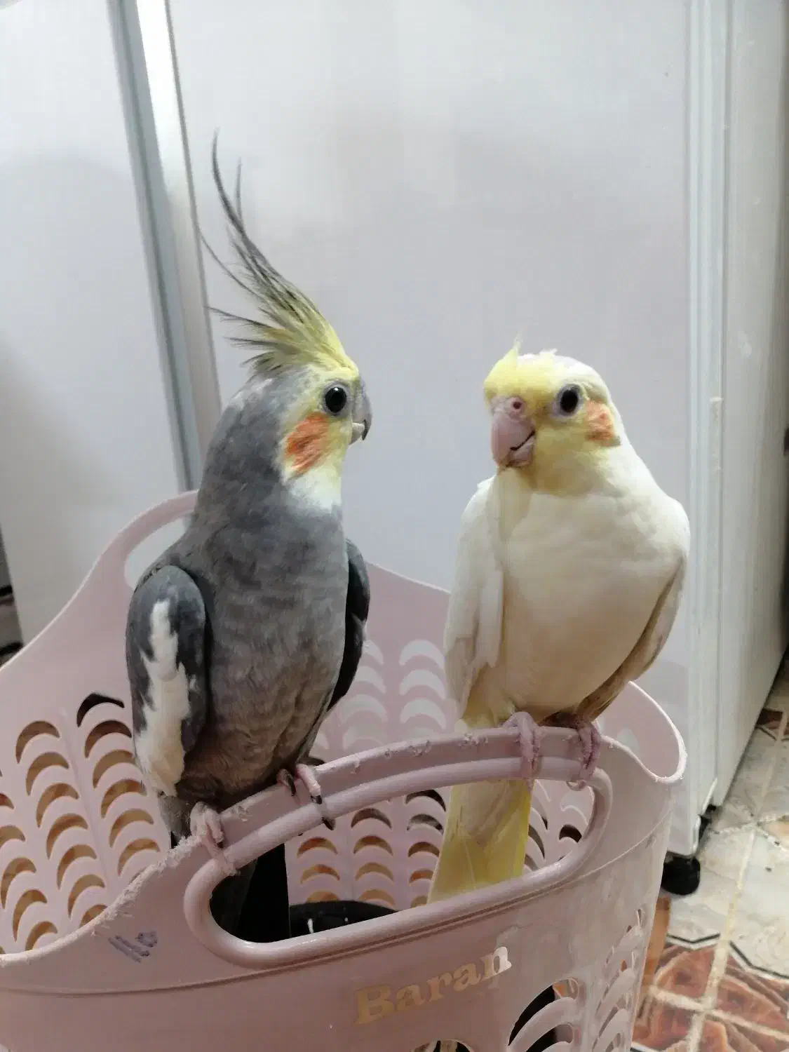 عروس هلندی|پرنده|اردکان, |دیوار