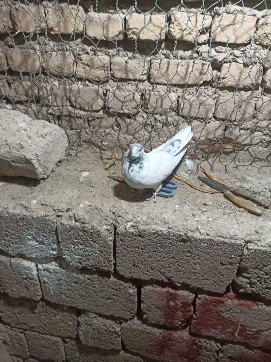 کفتر یا کبوتر|پرنده|مبارکه, |دیوار