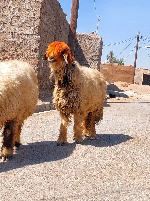 دو راس میش اصل بختیاری|حیوانات مزرعه|شوشتر, |دیوار