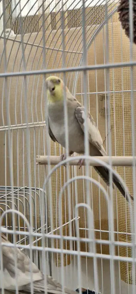 عروس هلندی نر و ماده|پرنده|تهران, بروجردی|دیوار