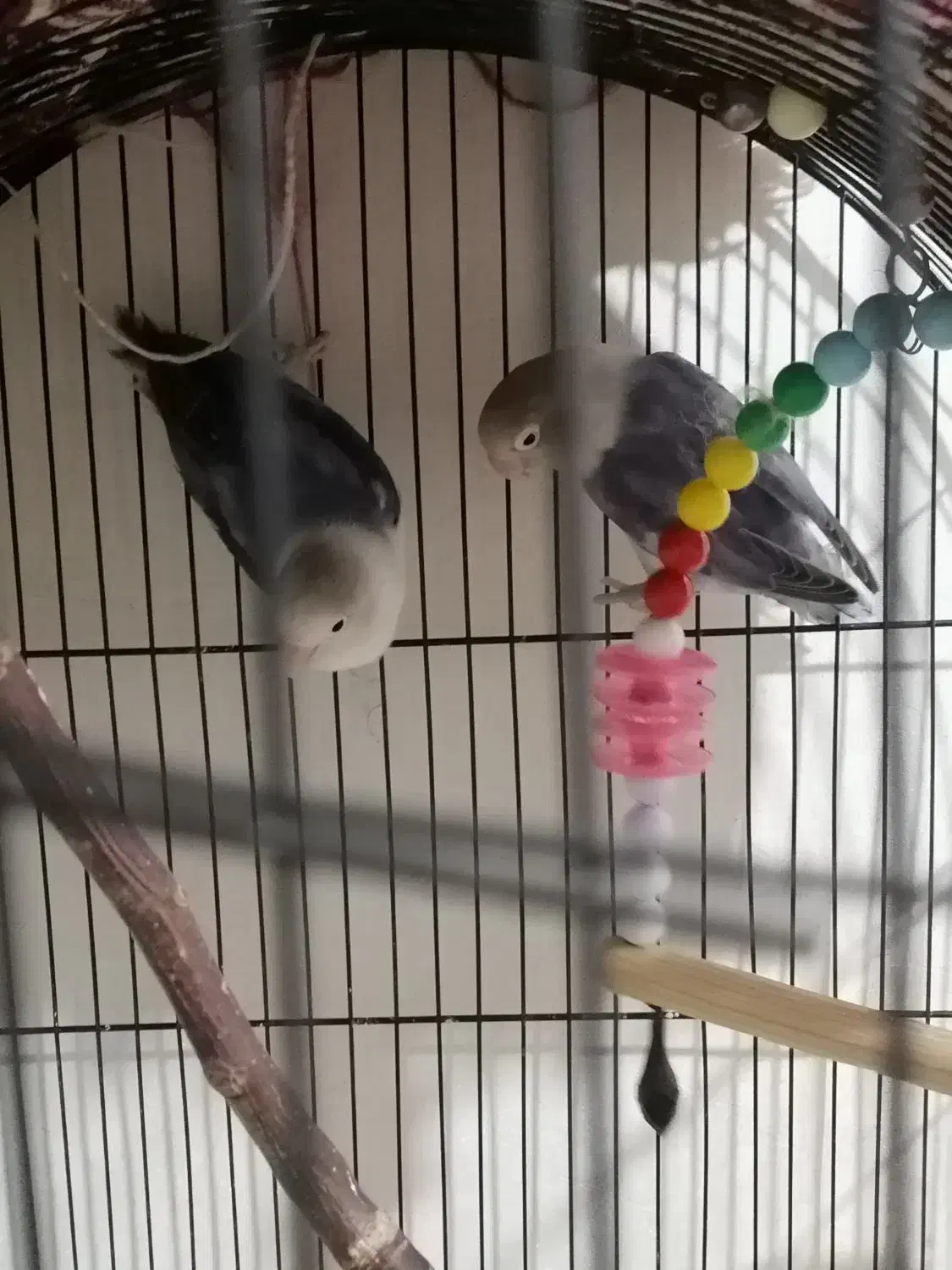 برزیلی اوپال|پرنده|قدس, شهرقدس|دیوار