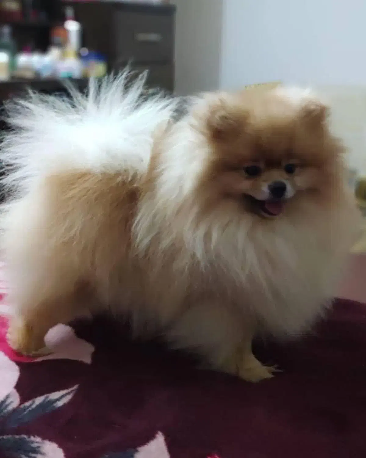 توله پامرانین خرسی بوفیس|سگ|شهریار, شهریار|دیوار