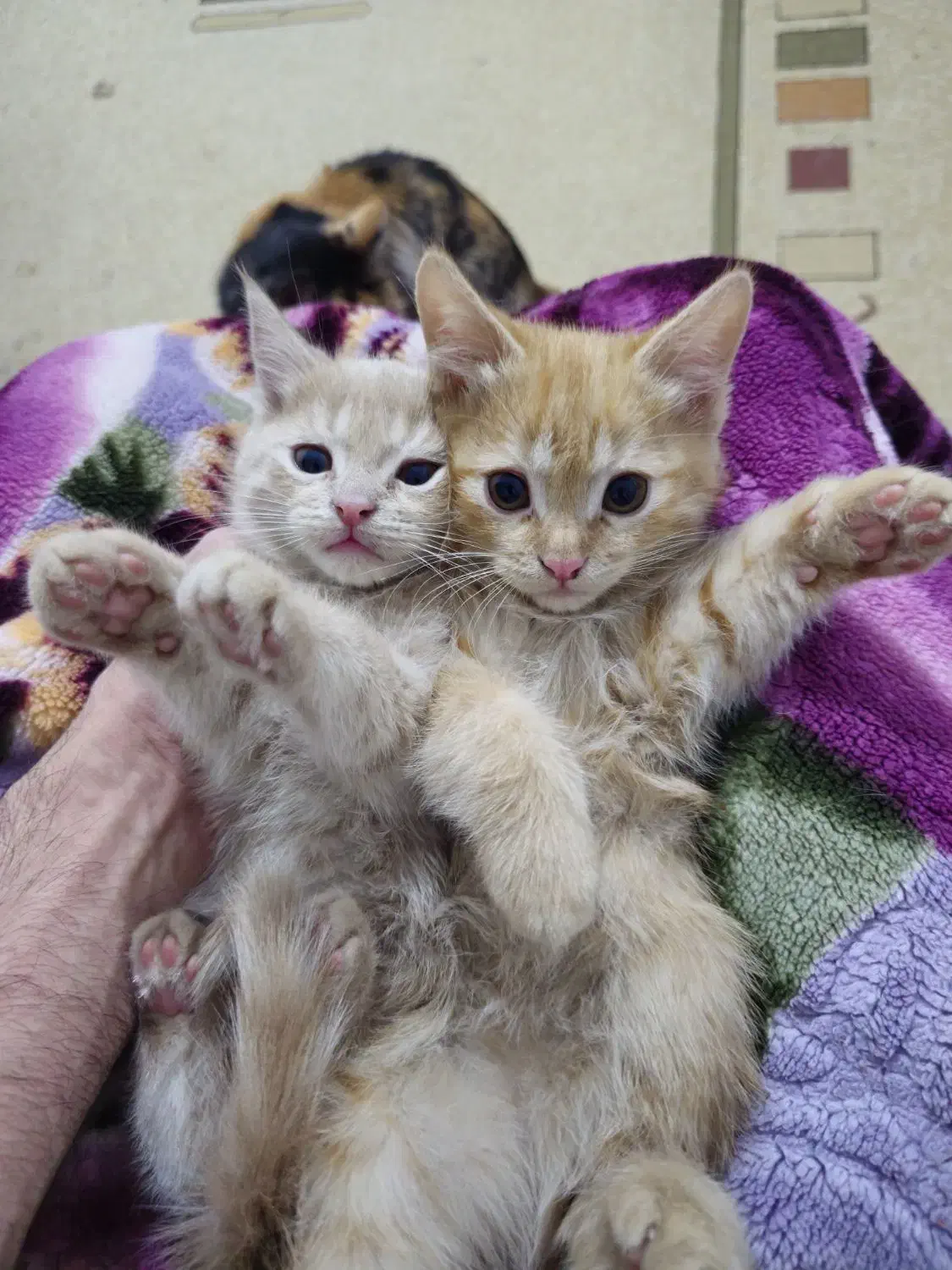 واگذاری رایگان بچه گربه|گربه|رباط‌کریم, رباط‌کریم|دیوار