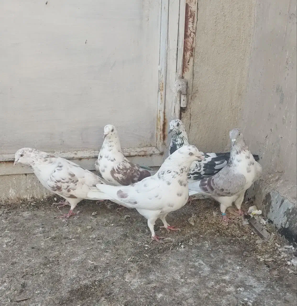 کبوتر|حیوانات|قم, چهل اختران|دیوار