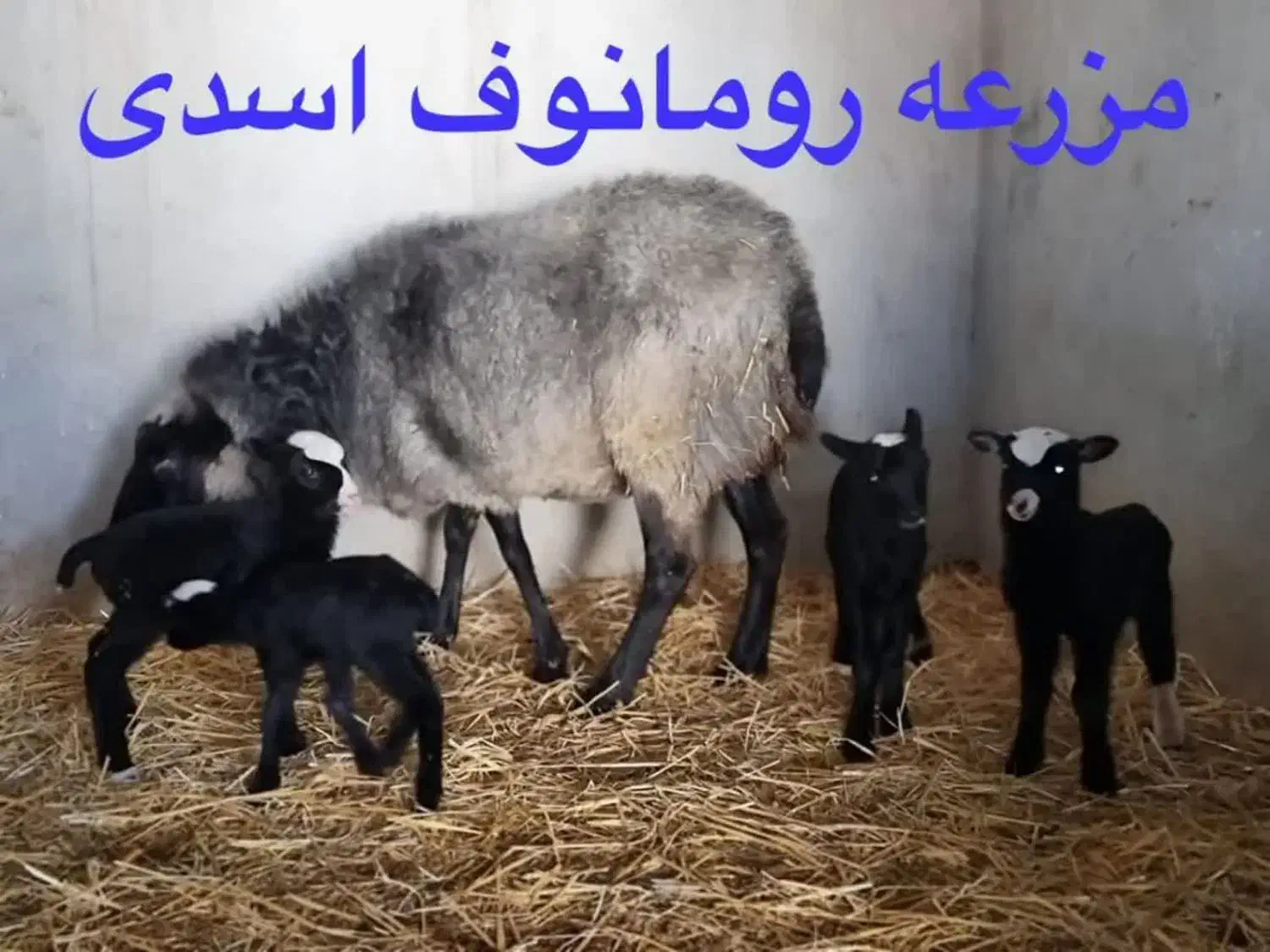 رومانوف و بزغاله|حیوانات مزرعه|شاهرود, |دیوار