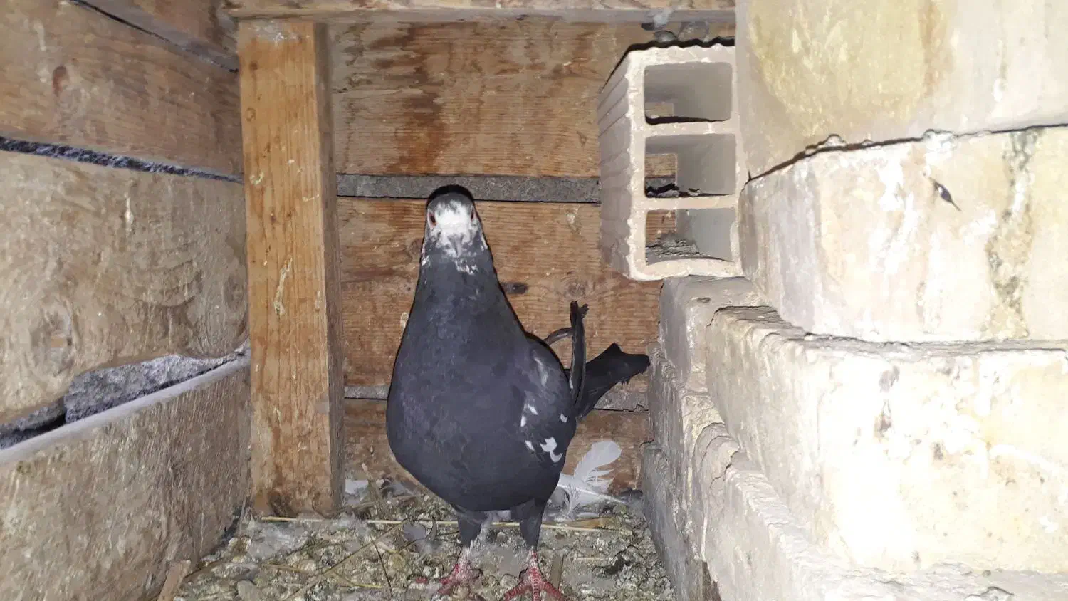 کبوترپلاکی|پرنده|بافق, |دیوار