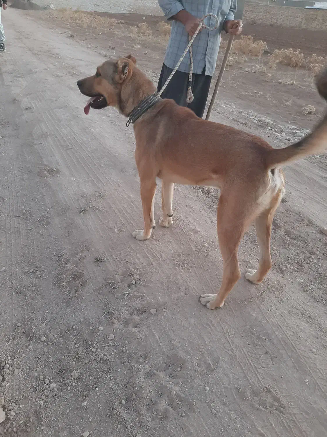 سگ سرابی|سگ|ایجرود, |دیوار