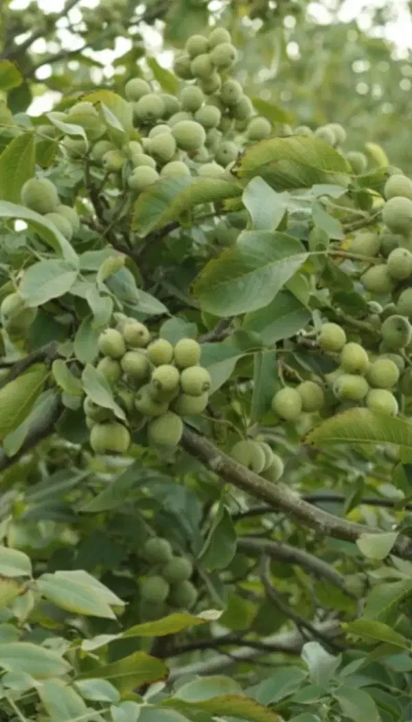 کود ۱۰۰٪ ارگانیک|خدمات باغبانی و درختکاری|مشهد, موسوی قوچانی|دیوار