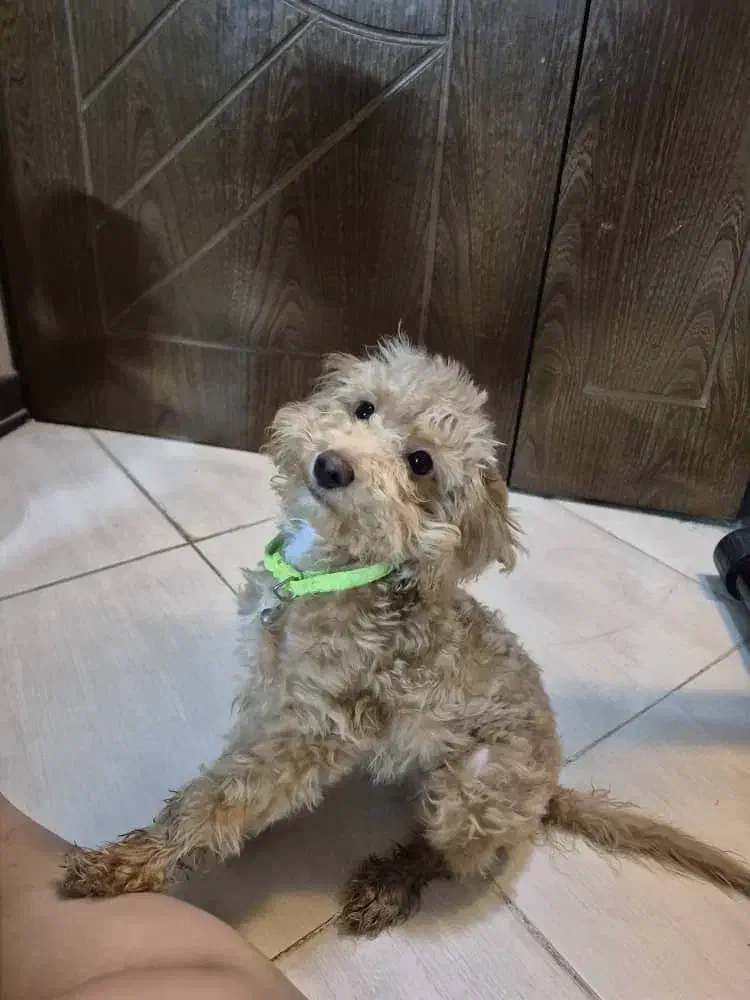 سگ پودل|سگ|اصفهان, فرهنگیان|دیوار