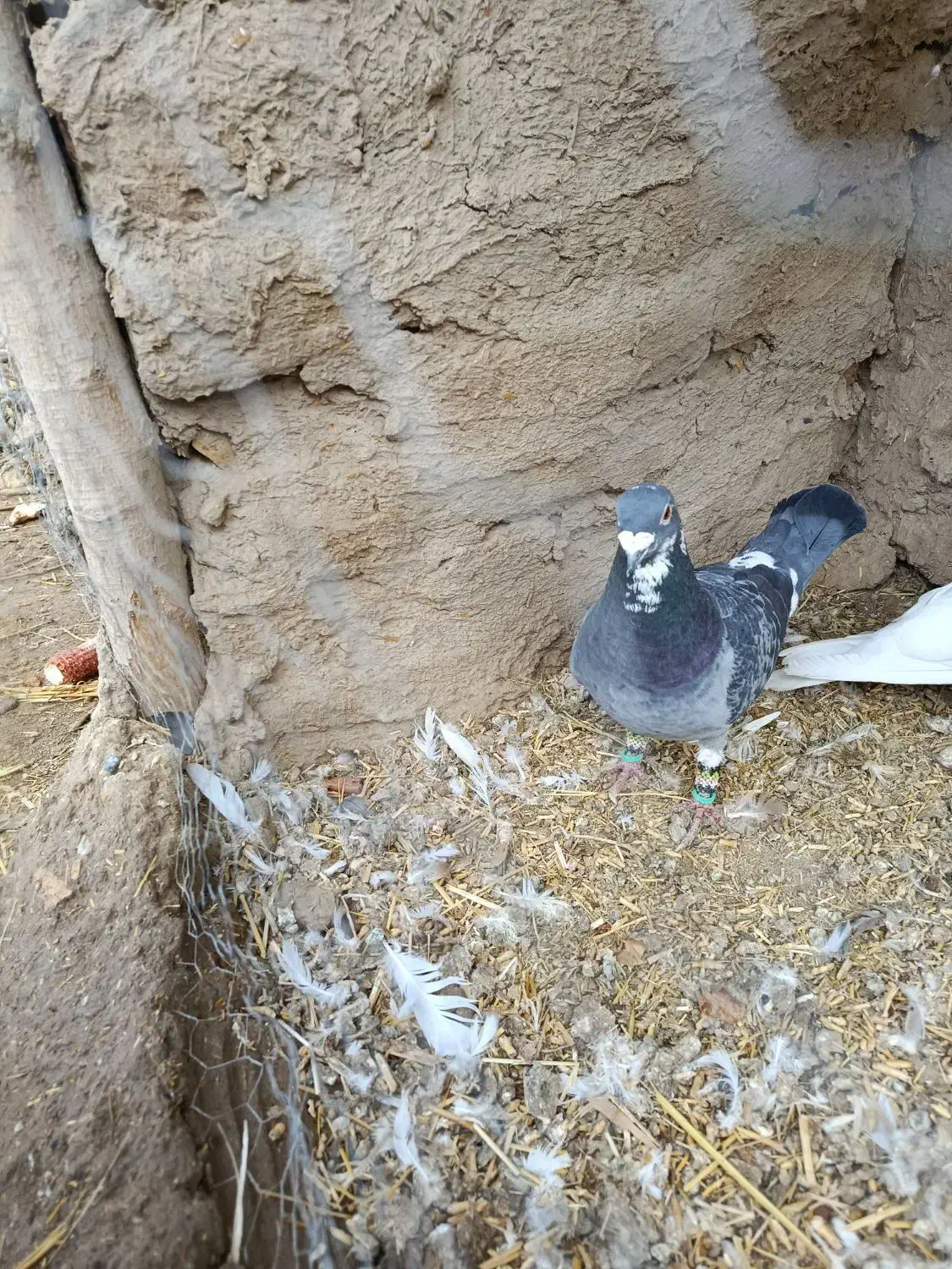 کبوتر|پرنده|جغتای, |دیوار