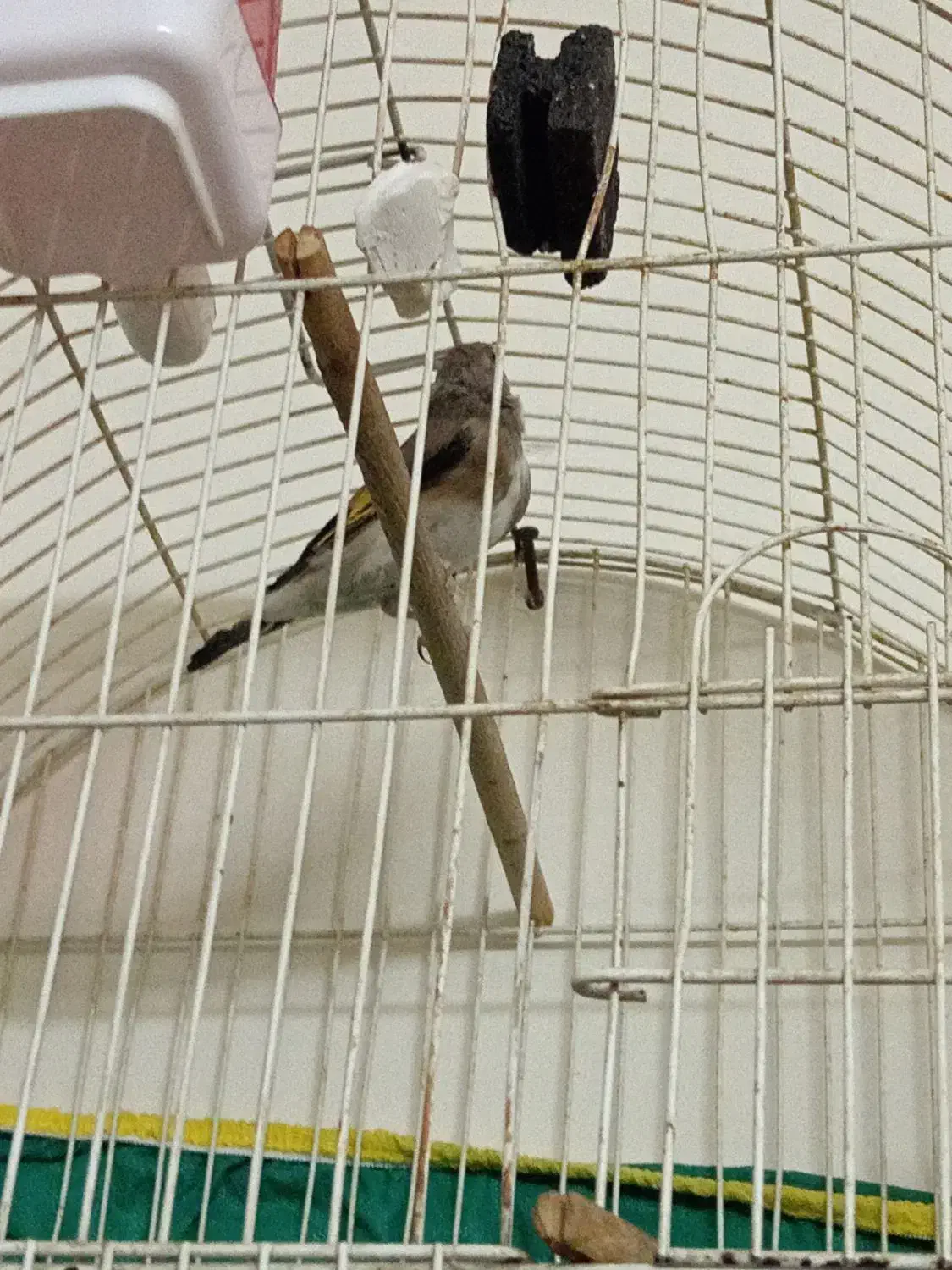 سقا|پرنده|ماهان, |دیوار