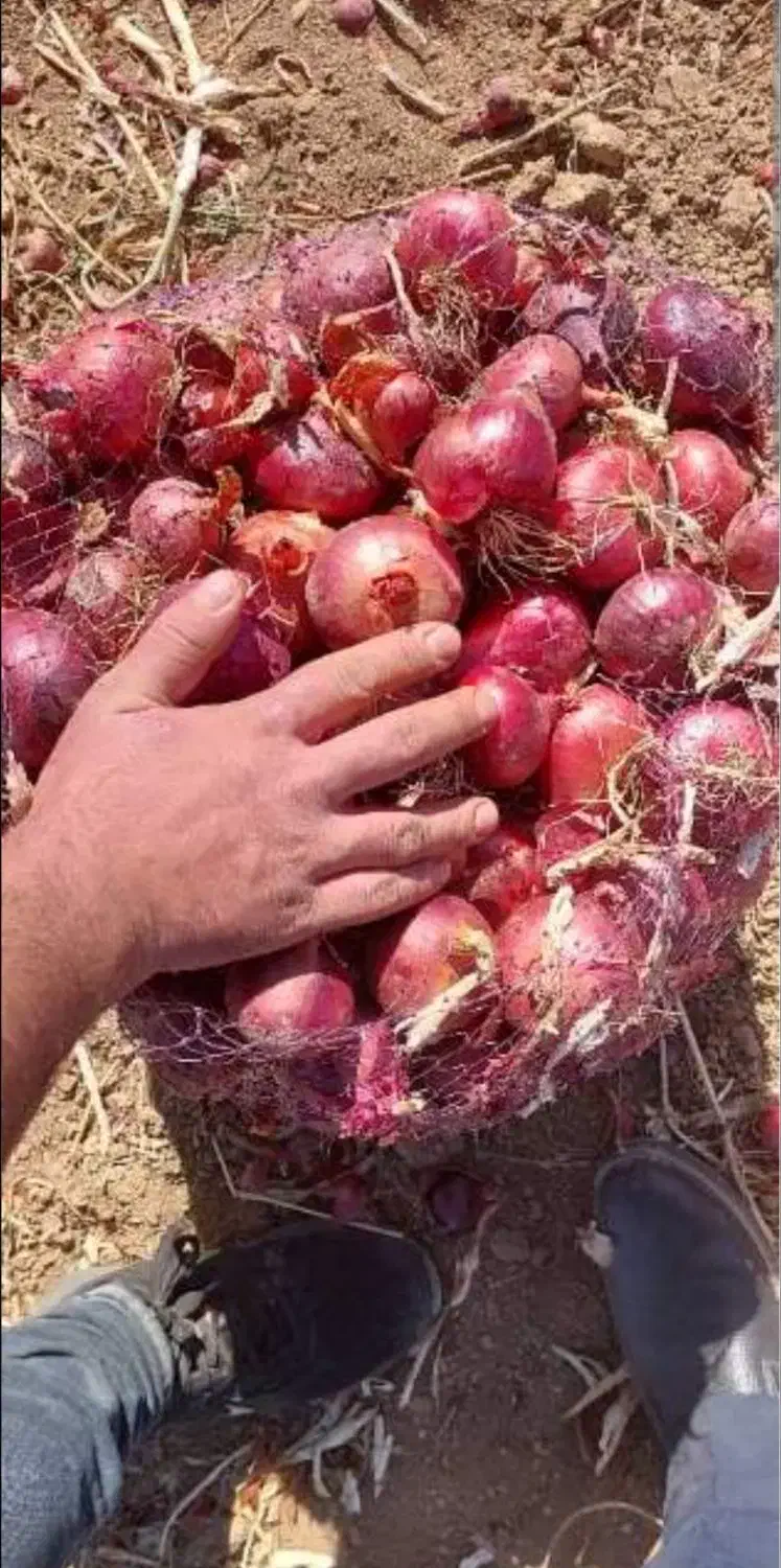 بذر پیاز قرمز تبریزی روز بلند دستگیر|گل و گیاه طبیعی|شیراز, گویم|دیوار