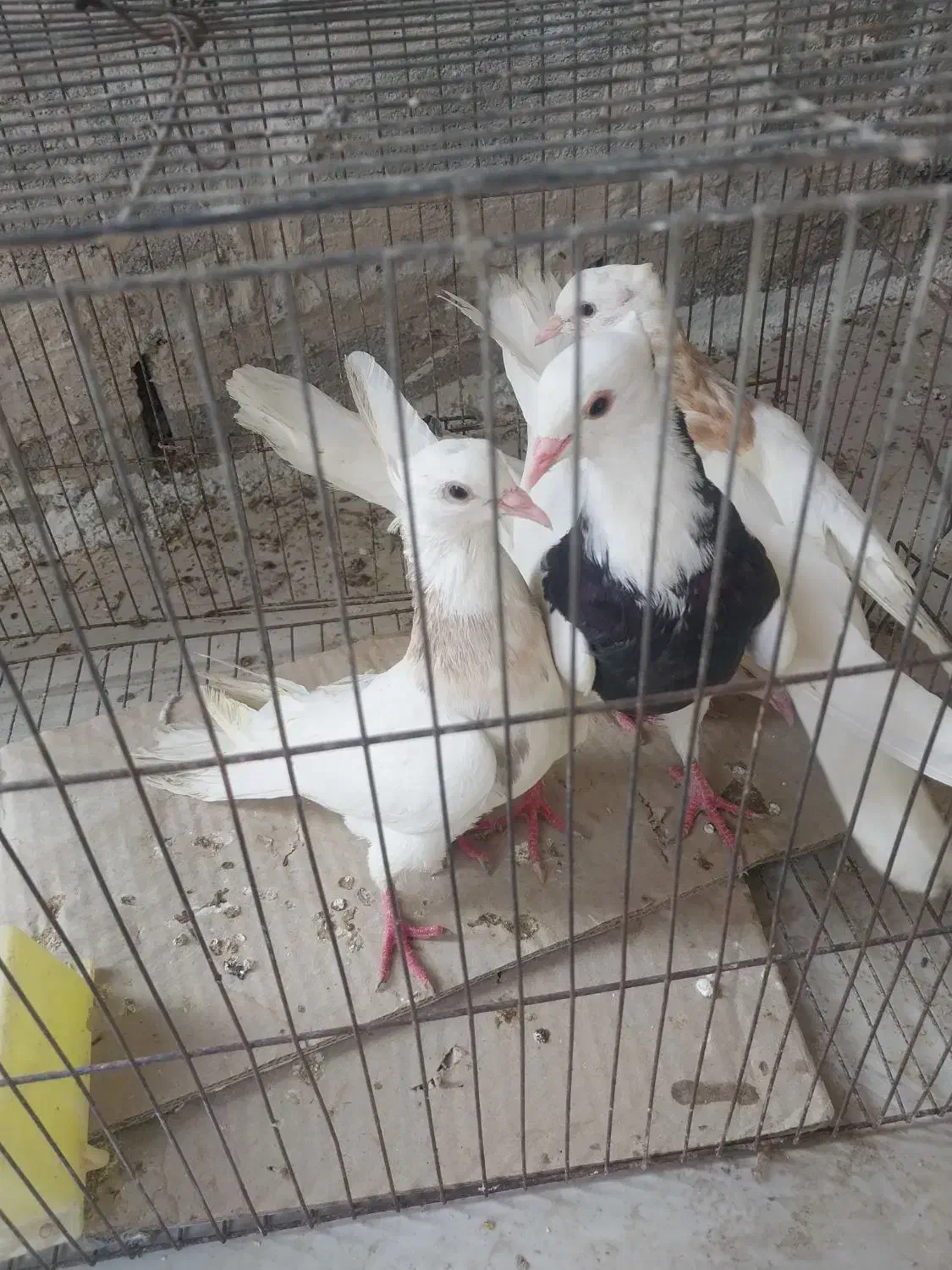 کبوتر رنگی|پرنده|رامشیر, |دیوار