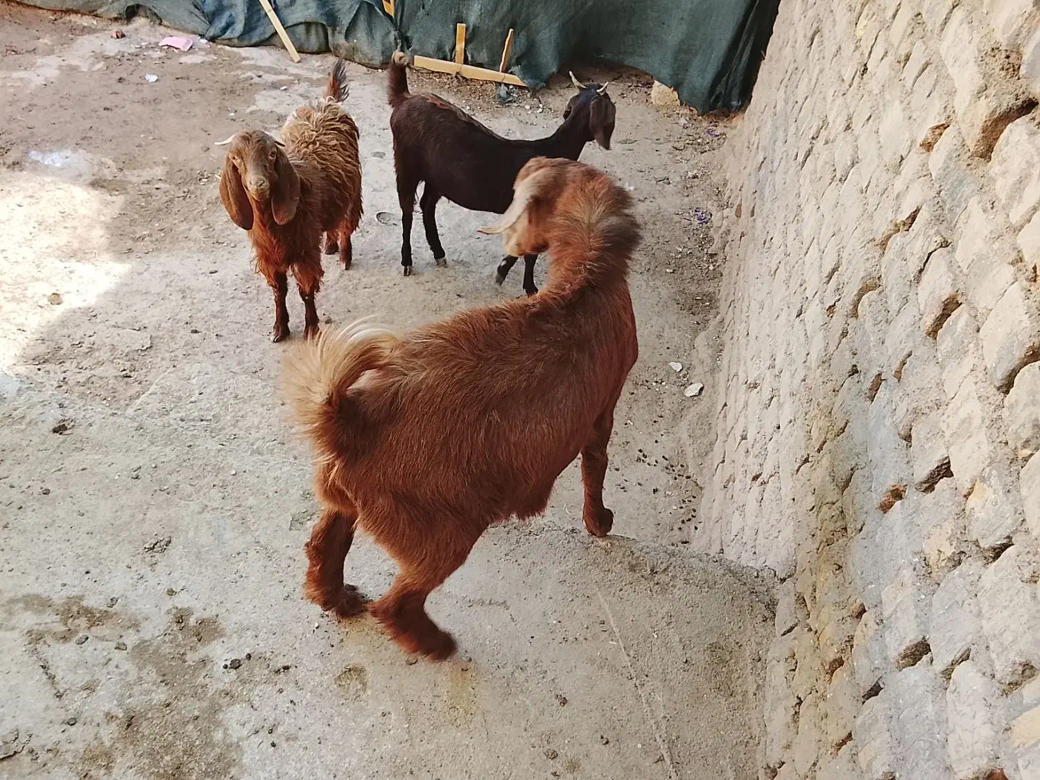 فروشی|حیوانات مزرعه|خواف, |دیوار