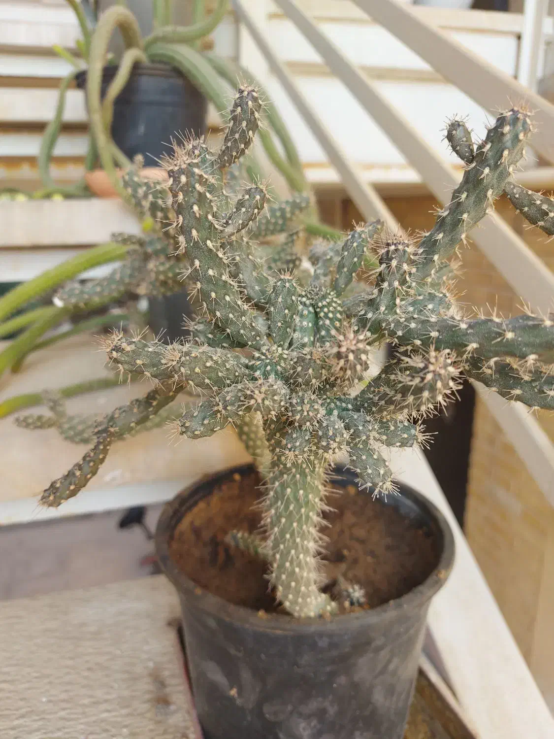 گل و گیاه طبیعی|گل و گیاه طبیعی|جم, |دیوار