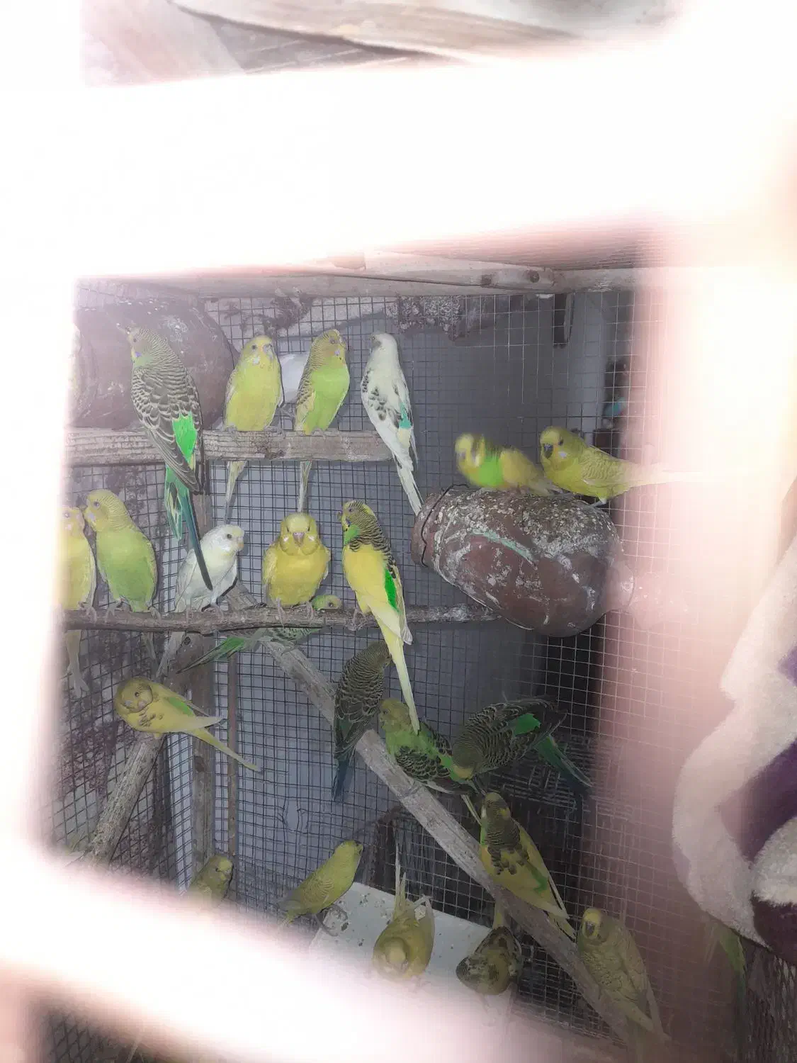 مرغ عشق یکجایی بالغ|پرنده|آق قلا, |دیوار