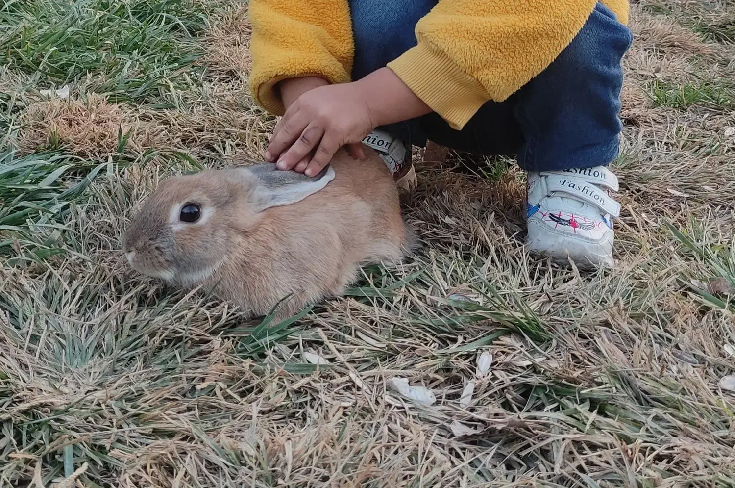 خرگوش خونگی همراه با قفس ظرف اب و شامپور خرگوش|موش و خرگوش|تهران, نعمت‌آباد|دیوار