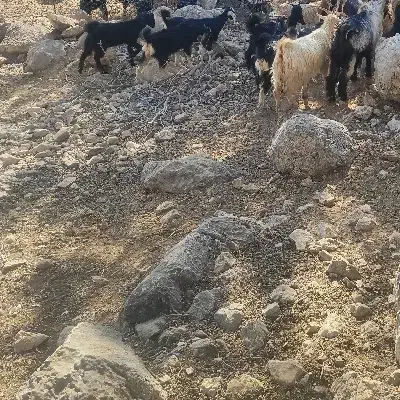 دو راس بز کهره دار|حیوانات مزرعه|کوهمره, |دیوار