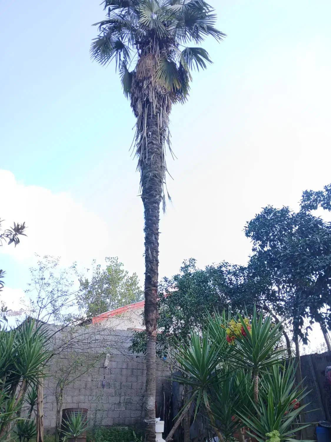 پالم ۸ متری ۵۰ ساله کاشته شده .|گل و گیاه طبیعی|کوچصفهان, |دیوار