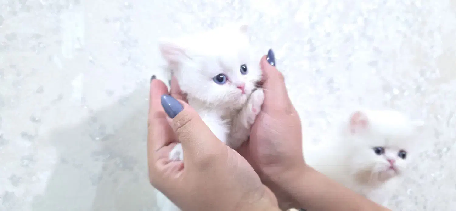 گربه پرشین|گربه|گلستان (تهران), |دیوار