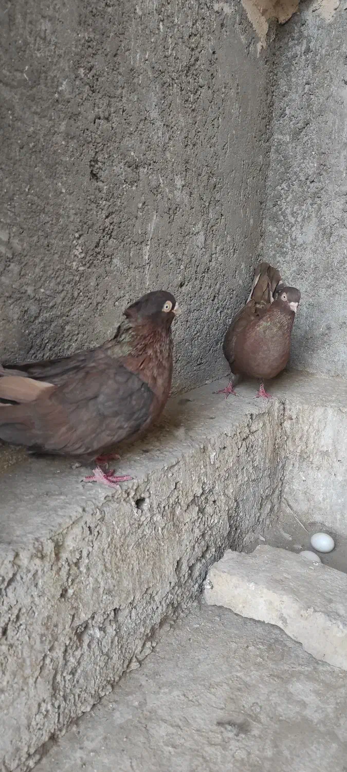 کبوتر سرابی|پرنده|برخوار, |دیوار