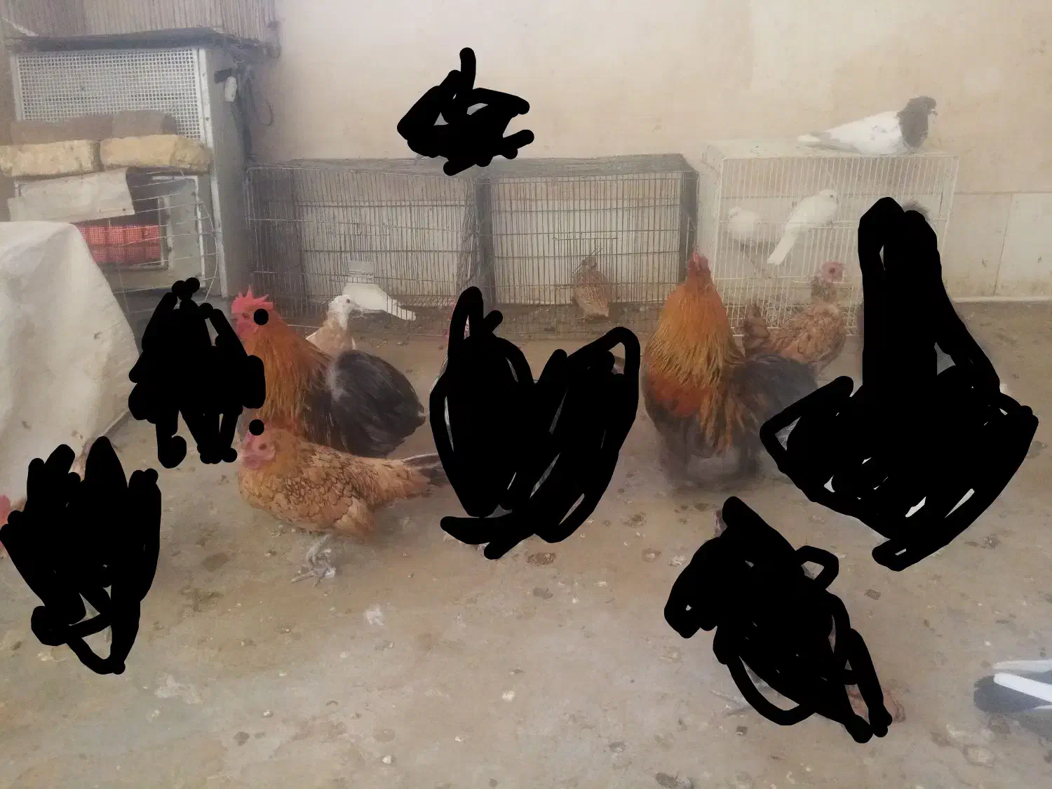 کوشین|حیوانات مزرعه|مه ولات, |دیوار