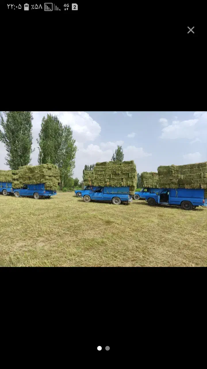 یونجه|حراج|کبودرآهنگ, |دیوار