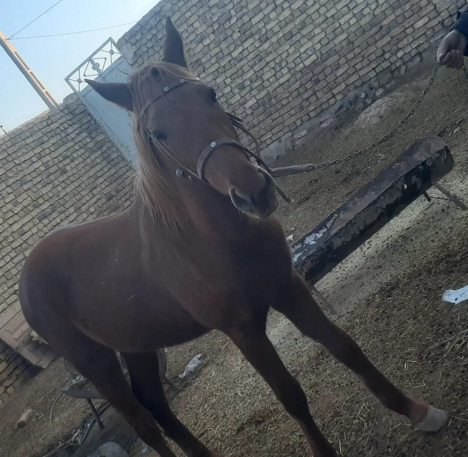 اسب|حیوانات|تربتحیدریه, هاشمینژاد|دیوار