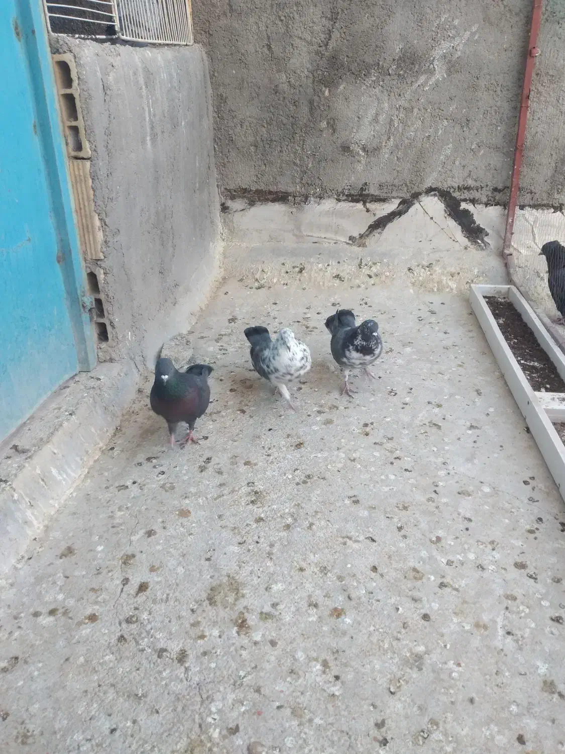 کبوتر ۳ تا نر|پرنده|قم, نخودی|دیوار