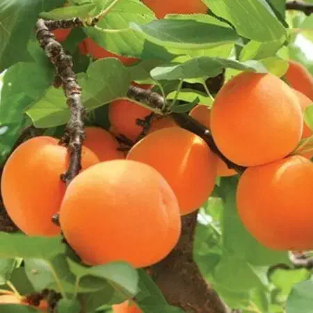 نهال زردآلو قیصی|خدمات باغبانی و درختکاری|آذرشهر, |دیوار