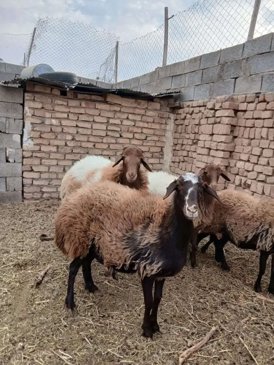 گوسفند چاق|حیوانات مزرعه|کاشان, فاز ۱ ناجی آباد|دیوار