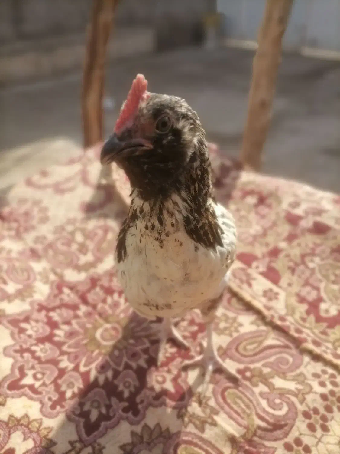 جوجه75 روزه آراکانا|حیوانات مزرعه|سبزوار, امیر کبیر|دیوار