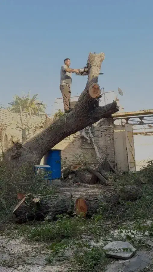 برش چوب . خرید چوب|خدمات باغبانی و درختکاری|بندر ماهشهر, |دیوار