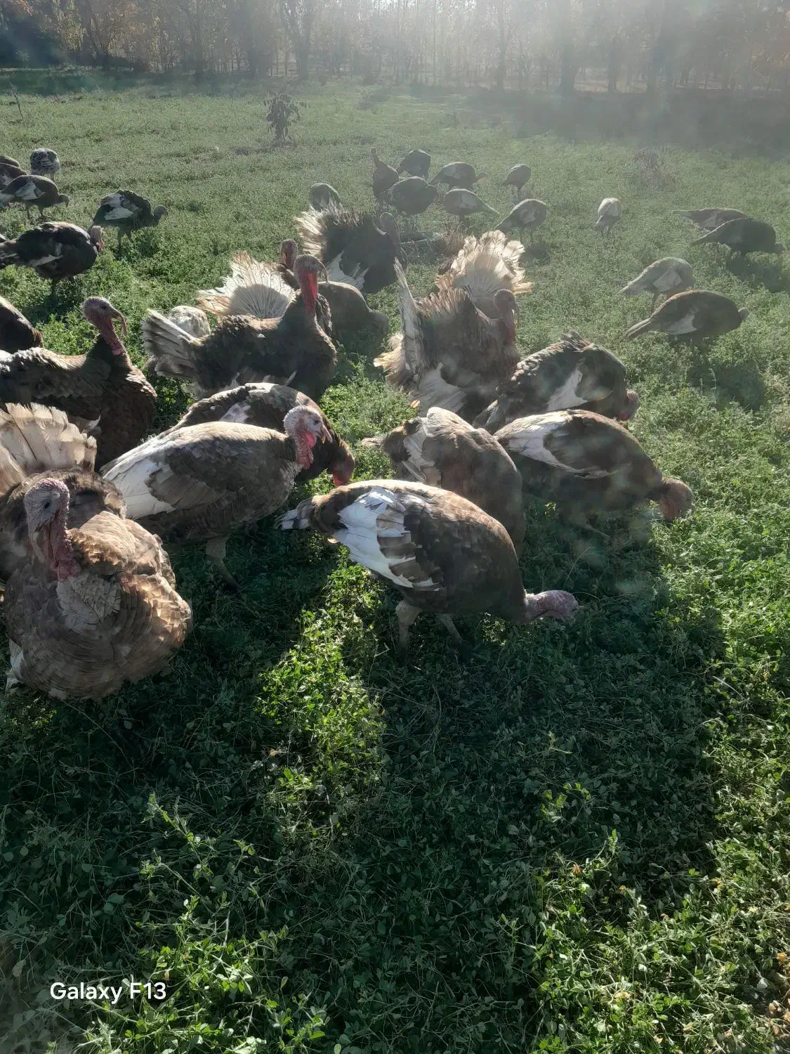 فروش  بوقلمون محلی  بربرون|حیوانات مزرعه|شاهین دژ, |دیوار