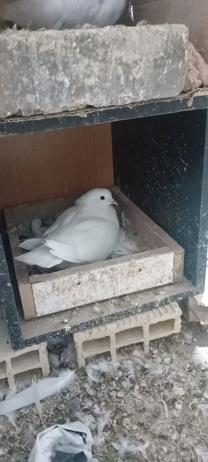 کبوتر|پرنده|نورآباد, |دیوار