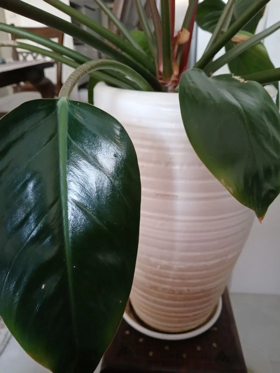 گل فلیندرون شرابی سایزبزرگ|گل و گیاه طبیعی|اصفهان, ملکشهر|دیوار