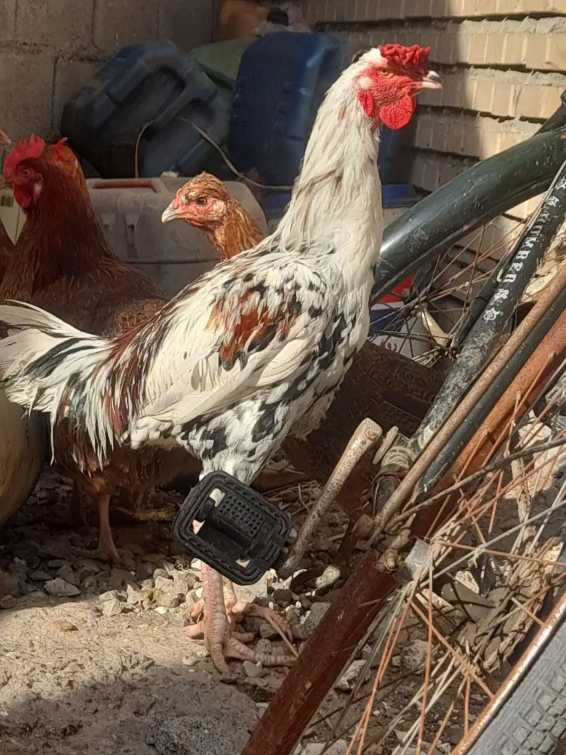 خروس لاری ۸ ماه|حیوانات مزرعه|نگین شهر, |دیوار