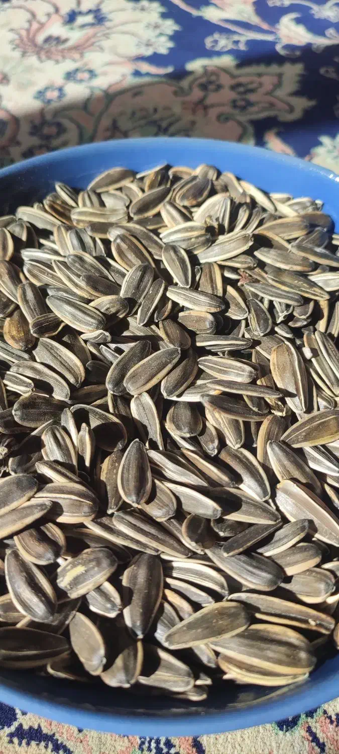 تخمه کانادایی|خوردنی و آشامیدنی|دهگلان, |دیوار