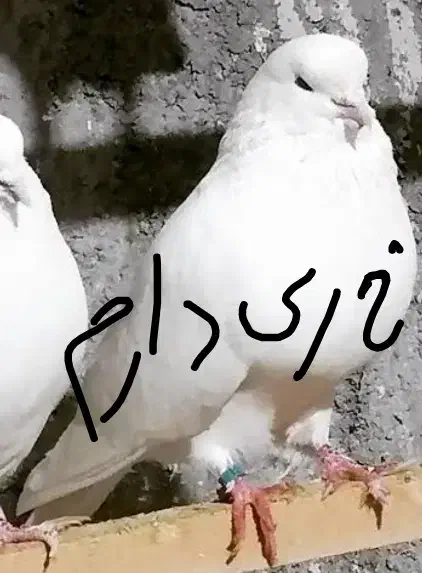 کبوتر شمرونی کله پفکی...|پرنده|تهران, باغ خزانه|دیوار