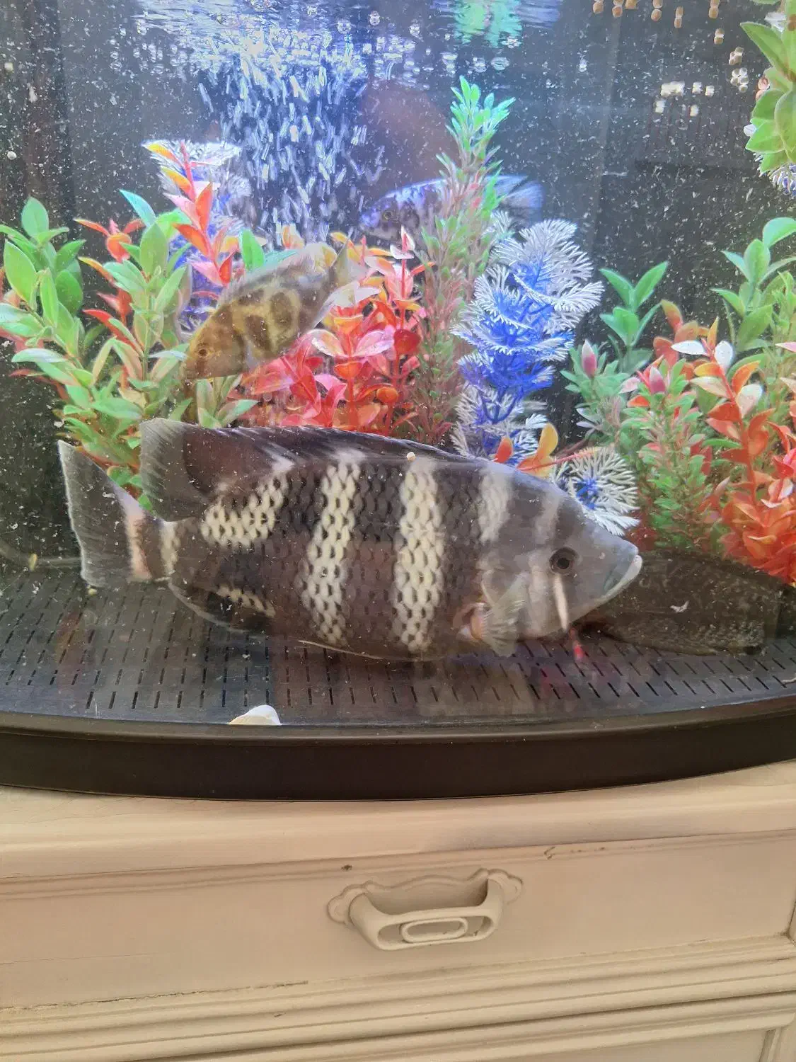 ماهی سیچیلاید28سانت|ماهی|فردیس, فردیس|دیوار