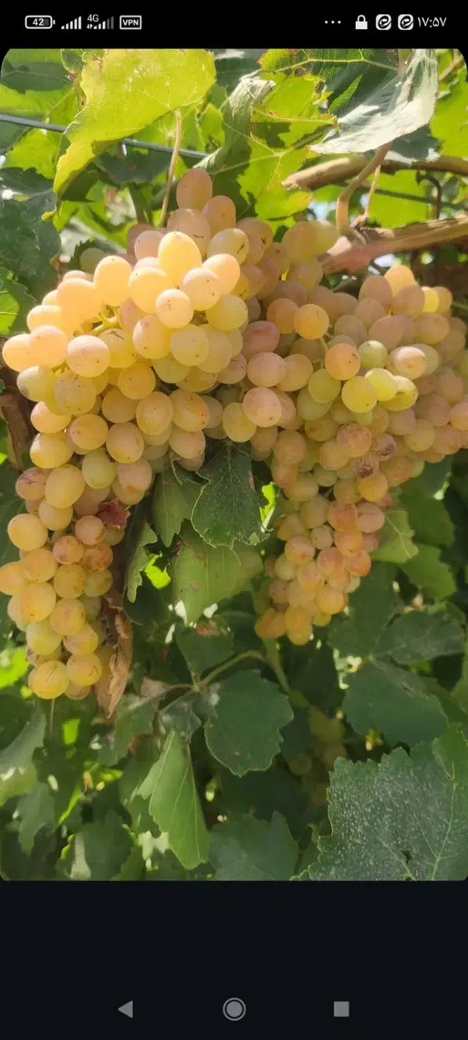 نهال انگور سی رقم|گل و گیاه طبیعی|جغتای, |دیوار