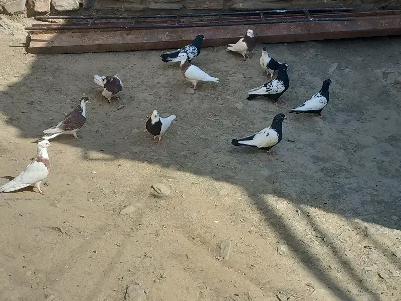 انواع کبوتر|پرنده|کرمان, |دیوار