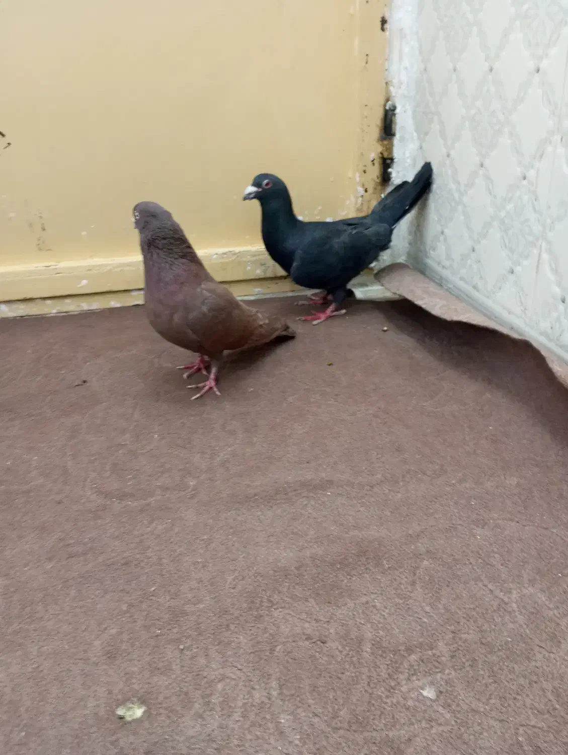 دو عدد نر المانی و افغانی|پرنده|قرچک, داوود آباد|دیوار